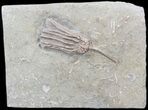 Dizygocrinus Crinoid Fossil - Warsaw Formation, Illinois #43527-1